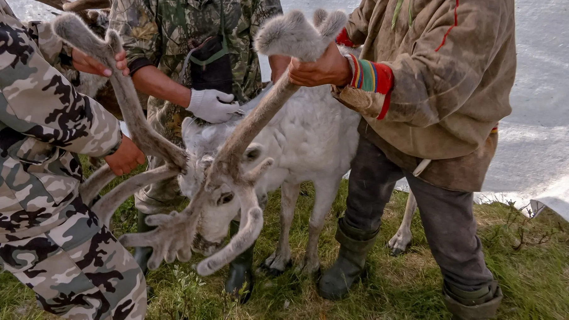 На Ямале от сибирской язвы привито 300 тысяч оленей 🦌

Всего в этом году планируют вакцинировать 54