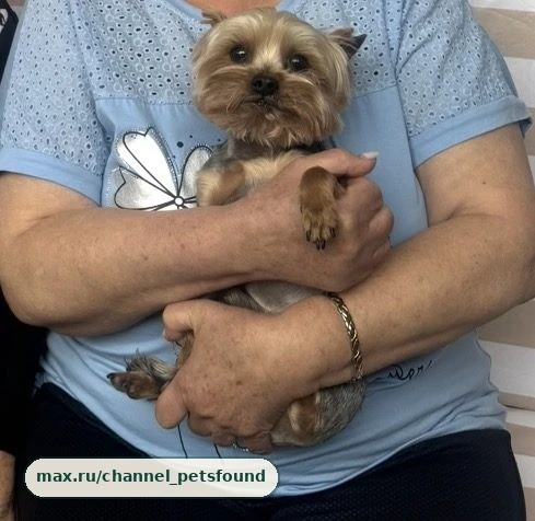 🐾 Пропал питомец — Армавир