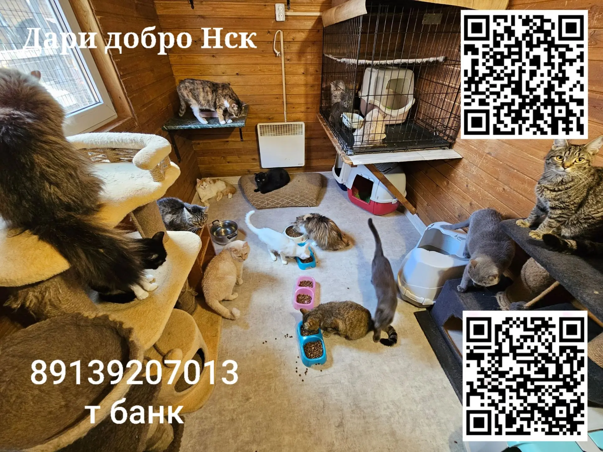Друзья, привет! 🐾