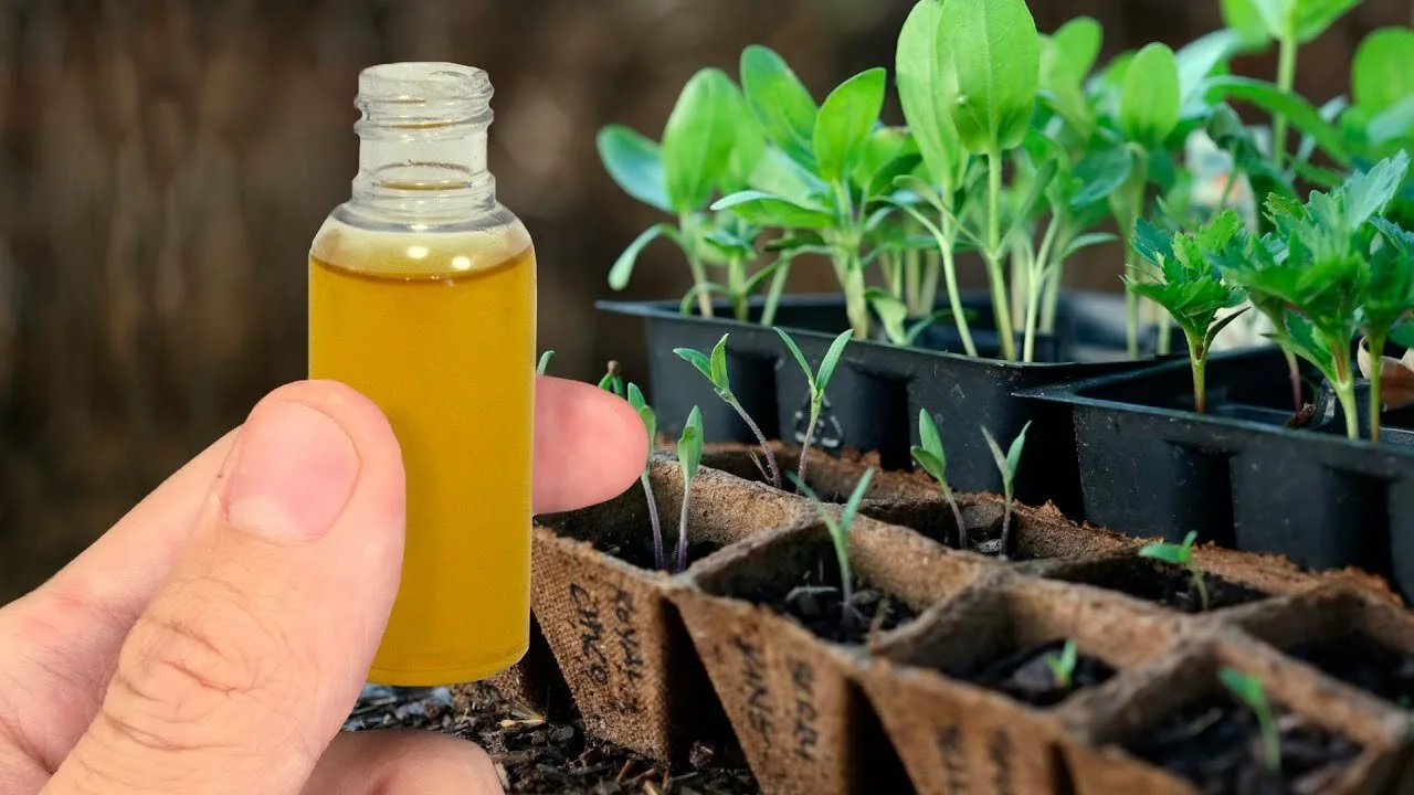 Подкормка рассады перед высадкой: последний шанс 🌱💪