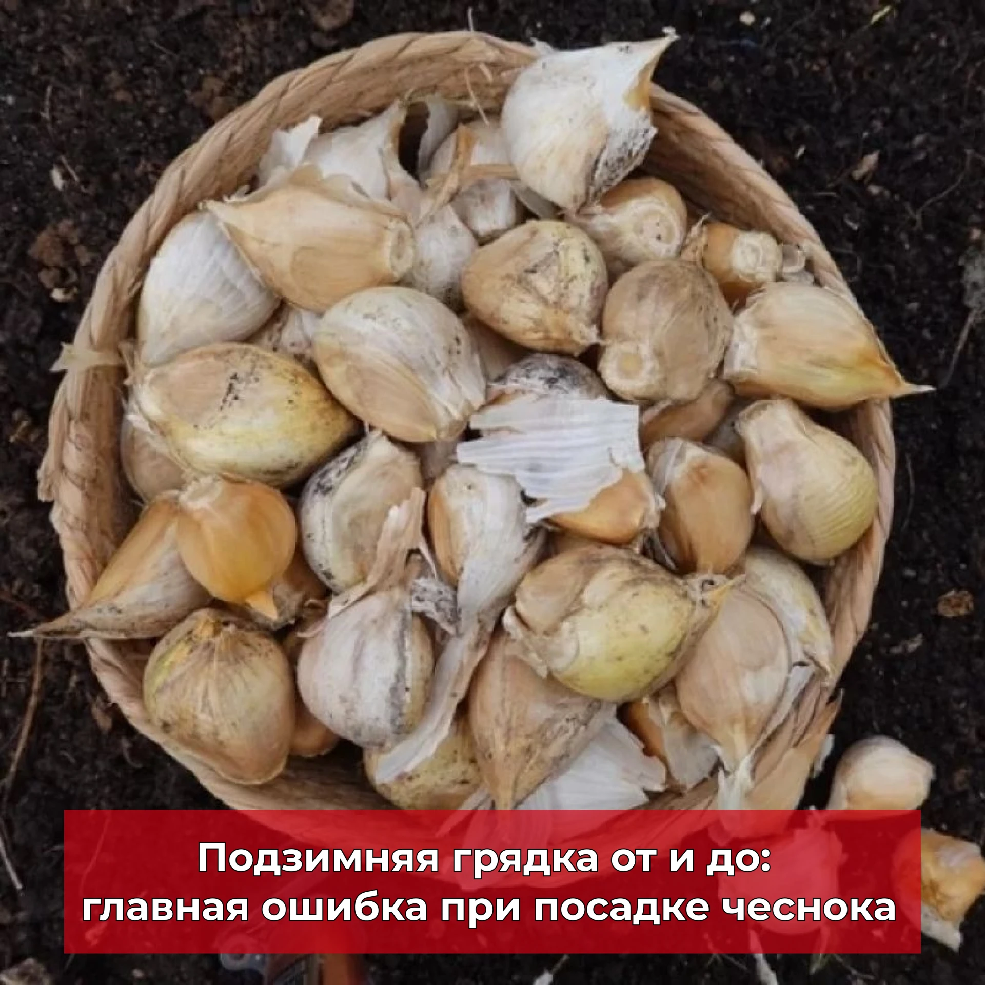 Садовод рассказала, как правильно выбирать посадочный материал для будущего урожая