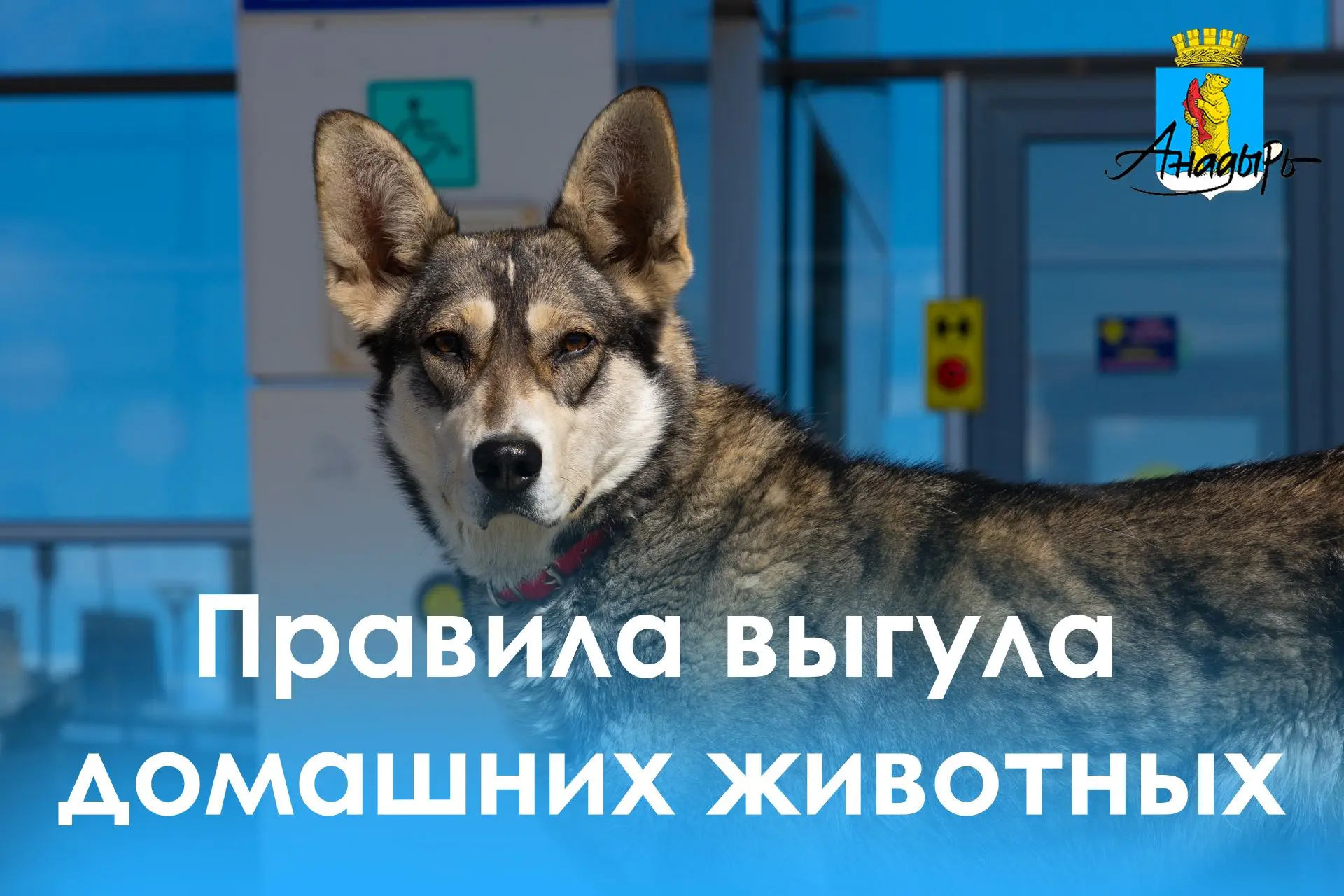Уважаемые владельцы домашних животных!  Обращаем ваше внимание на необходимость строгого соблюдения 