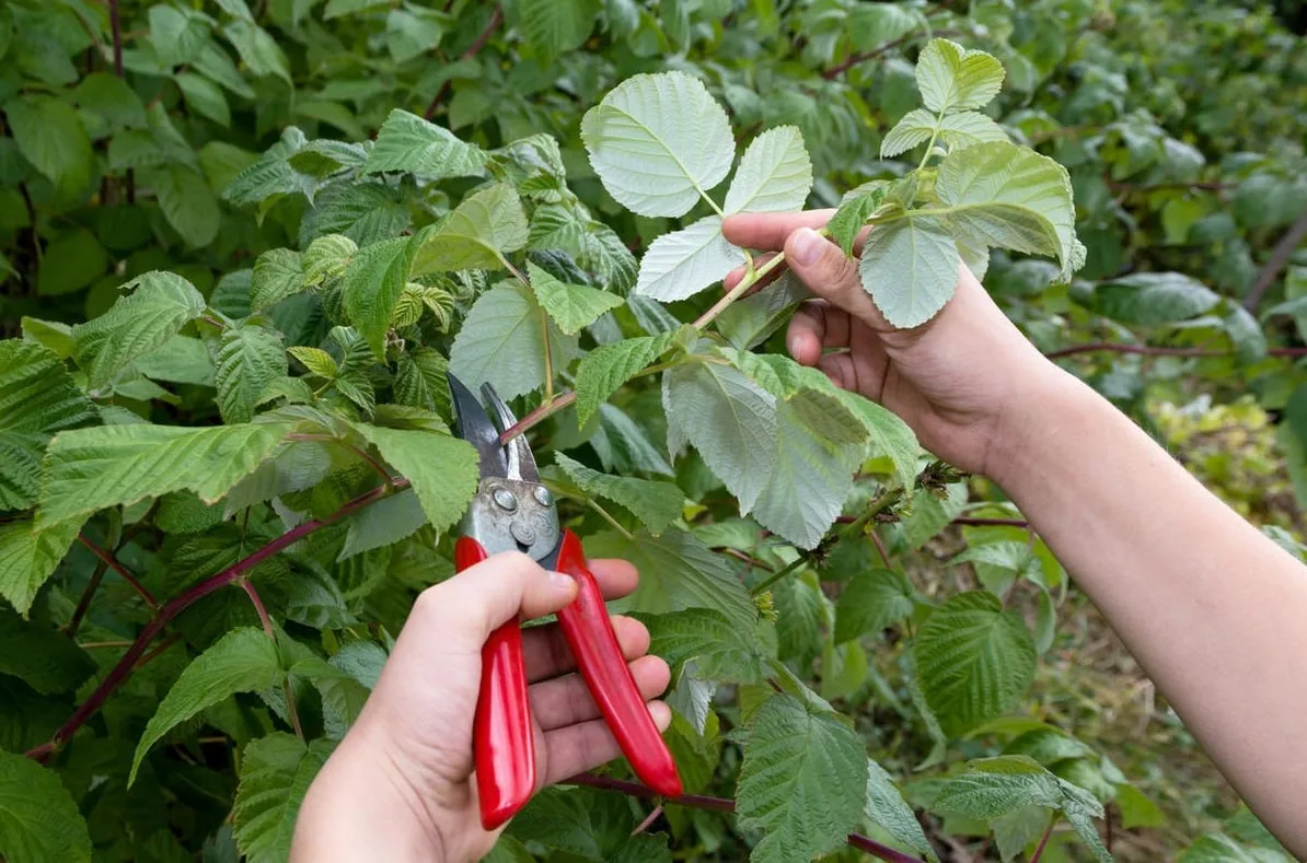 Сентябрь — время обрезать малину, но не всю ✂️