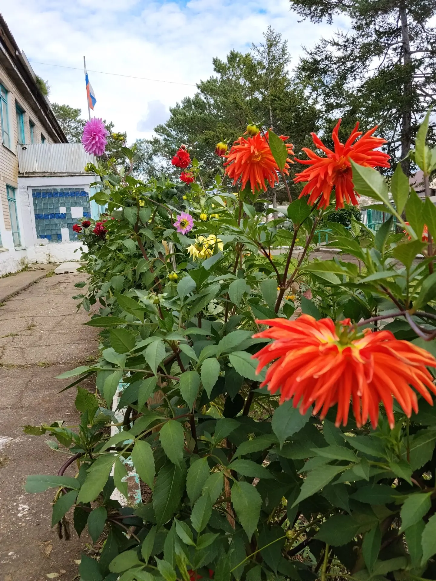 В школьном дворе — георгины в цвету,