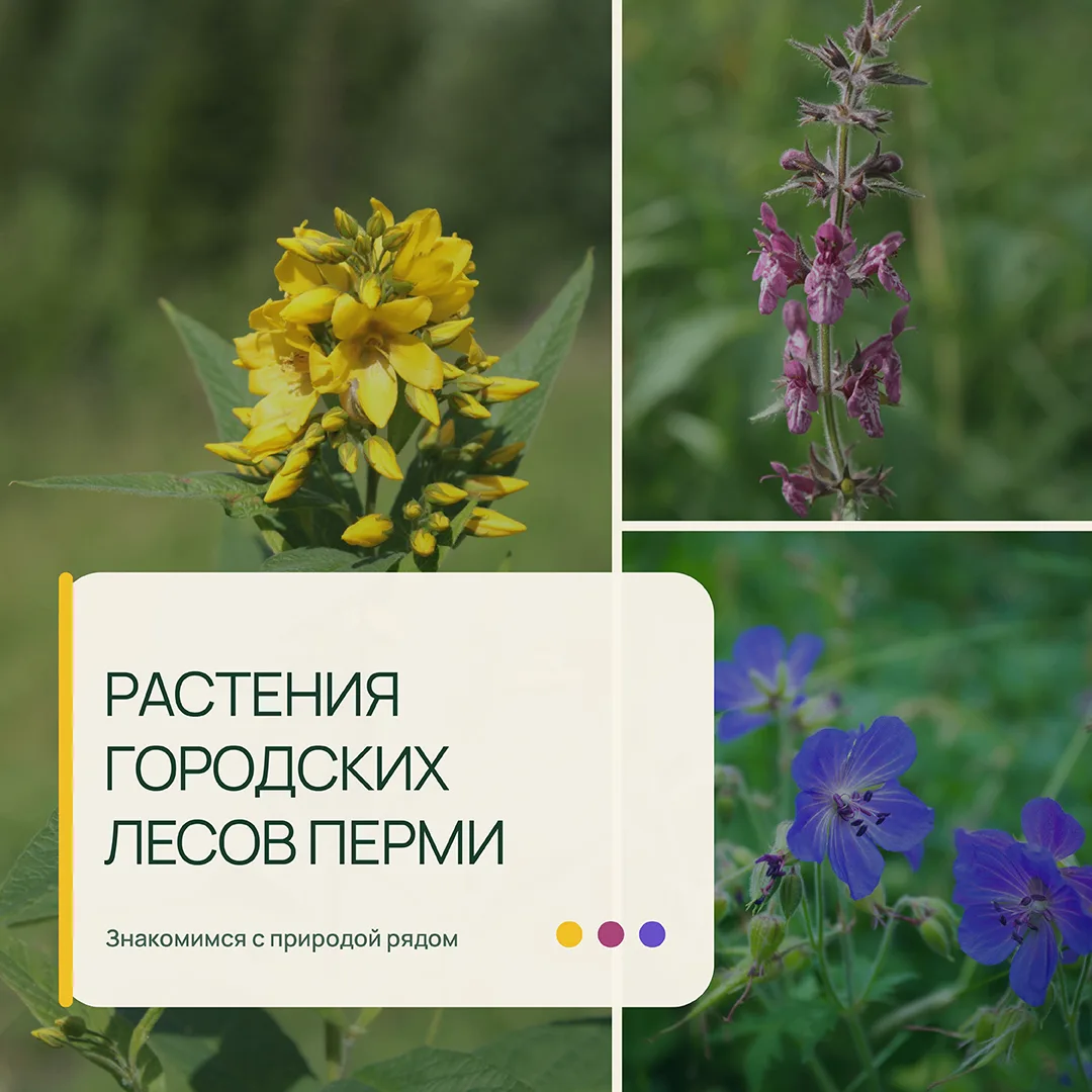 Их видел каждый, но мало кто знает о лекарственных свойствах растений, которые нас окру...