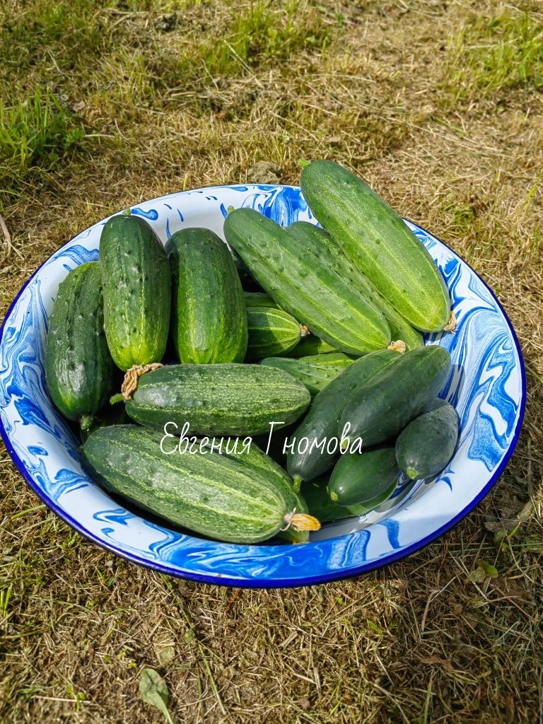 🥒ОГУРЦЫ🥒

В этом году  посадила много  разных огурцов- сорта и гибриды. Уже пошли. Вторую неделю е