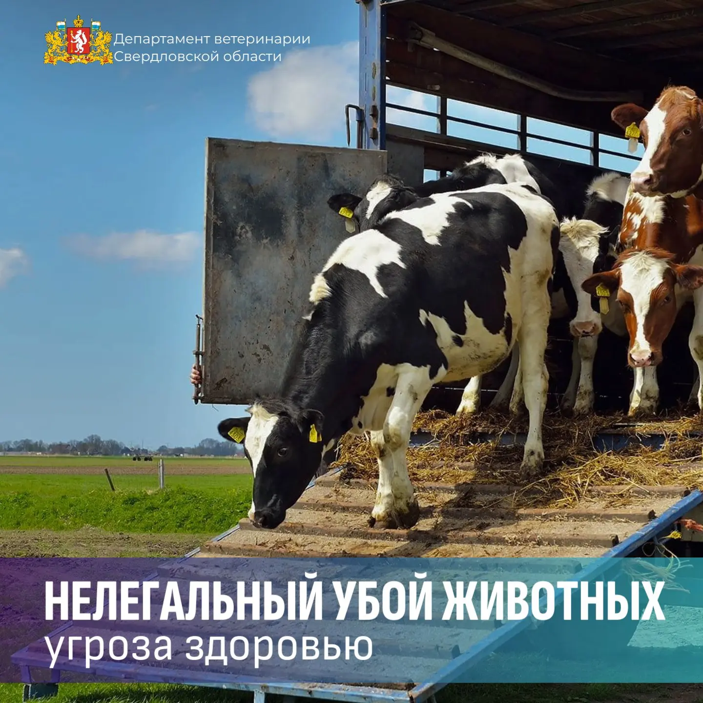 ⚠️ Нелегальный убой животных — угроза здоровью