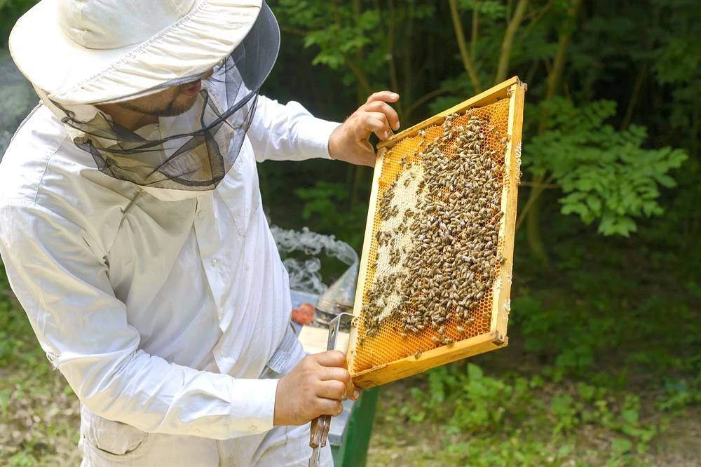 Медосбор близко: чек-лист для пчеловода от ветеринаров 🐝Главный медосбор — самый ответственный пери