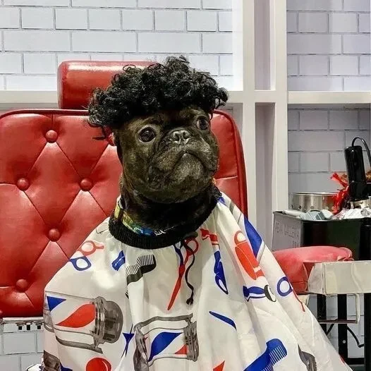 🐶 Красота, страшная сила