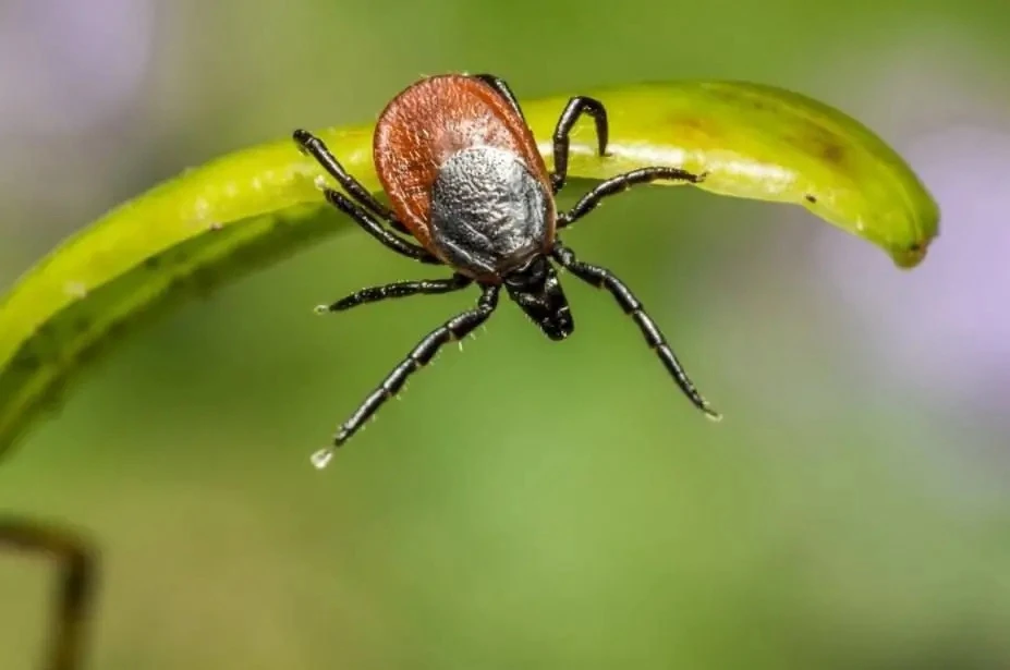 🕷️Клещи продолжают атаковать — 3753 человека пострадали от укусов с начала года. Среди...