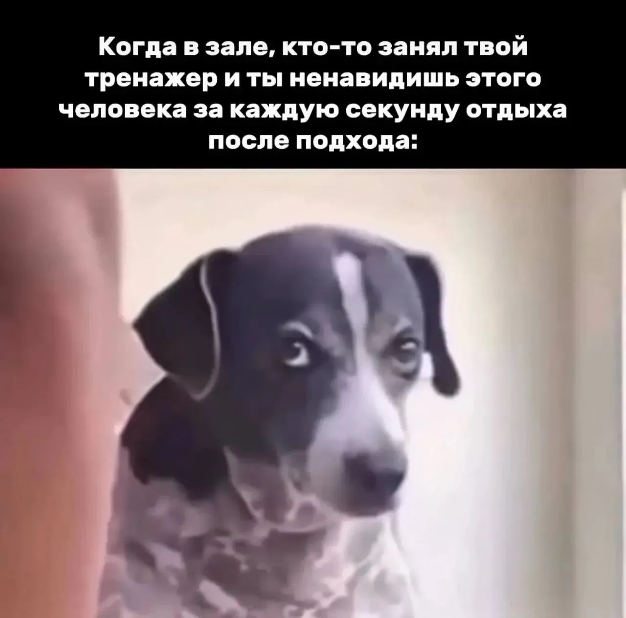 ПЕРВЫЙ МЕМНЫЙ