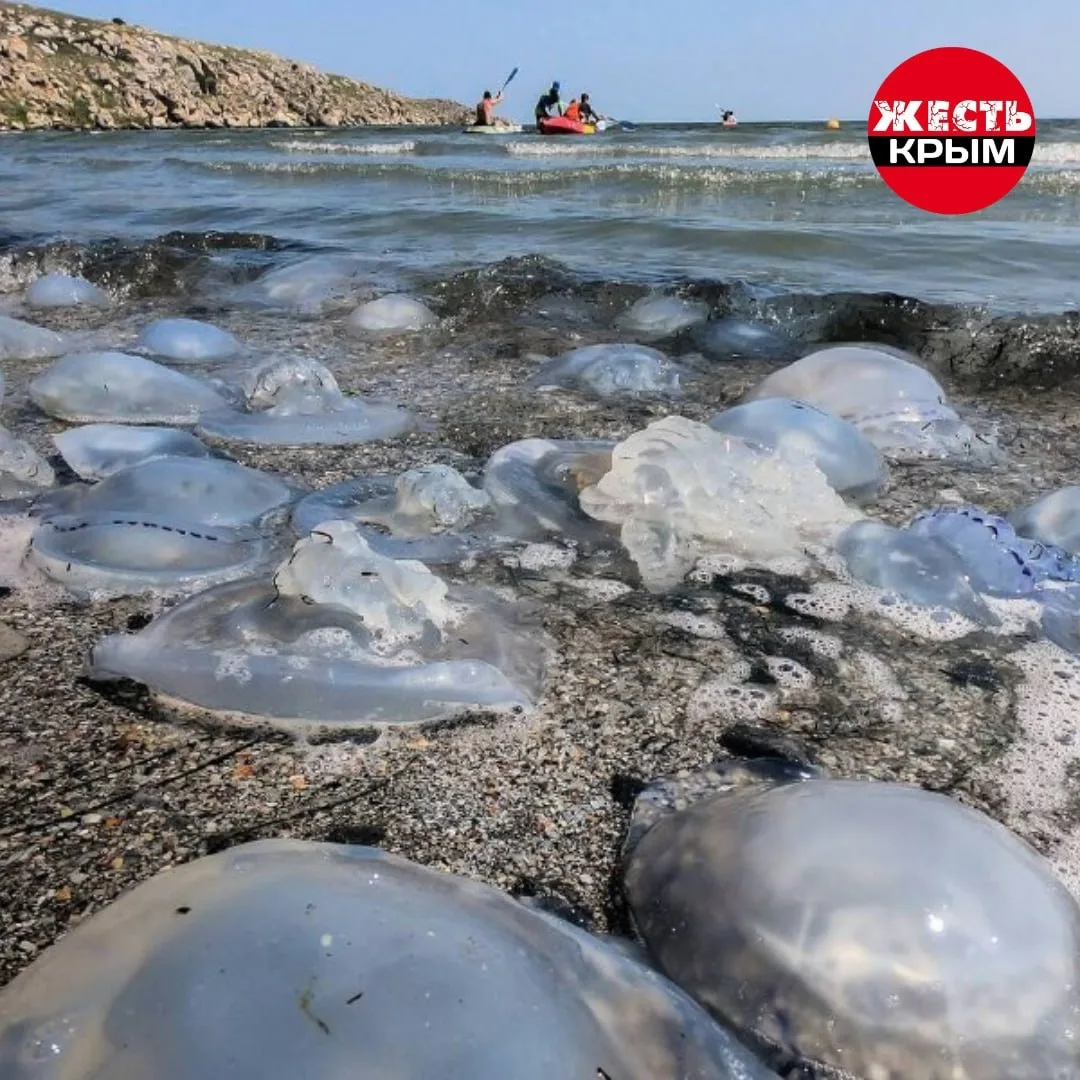 В июле в Азовском море запускают научный эксперимент по отлову медуз.