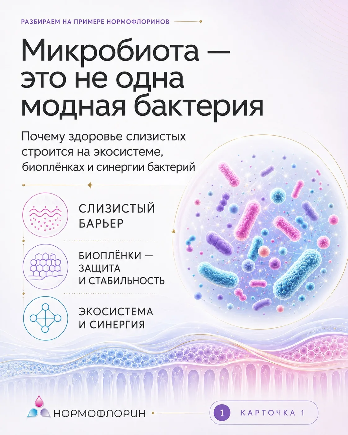 Akkermansia — часть экосистемы

Akkermansia muciniphila часто называют одной из самых важных бактери