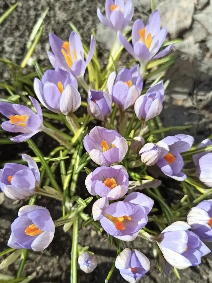 🌸 Весна в Новосибирске!