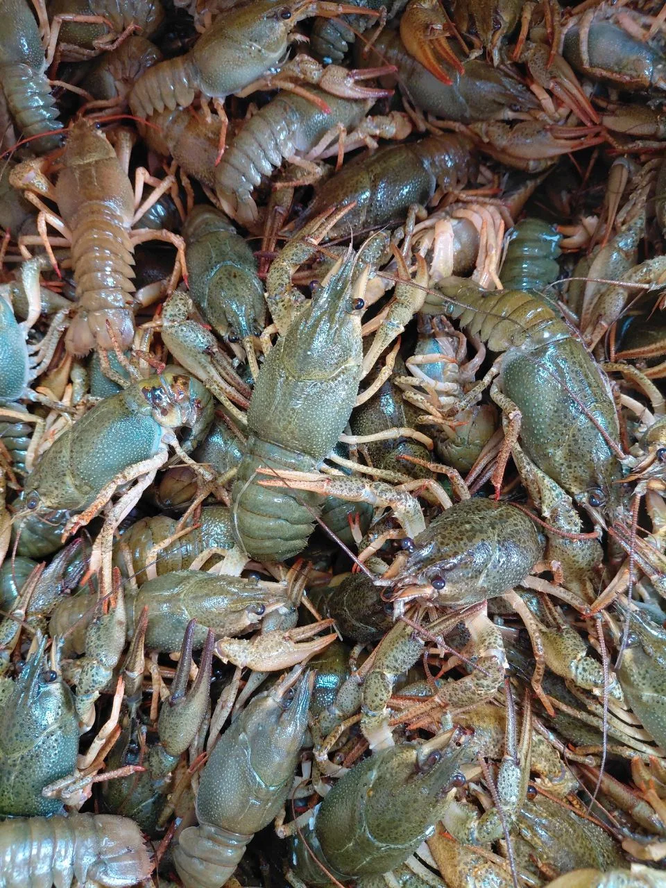 Огромный выбор морепродуктов в магазине Море маркет 😋❤️