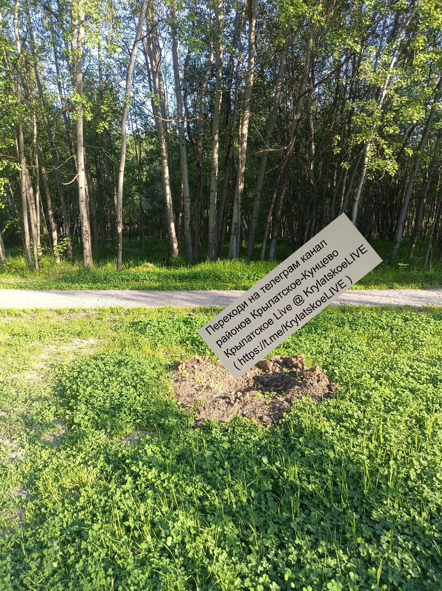 На благоустроенной поляне в парке на Крылатских холмах исчезли некоторые посаженные в прошлом году д