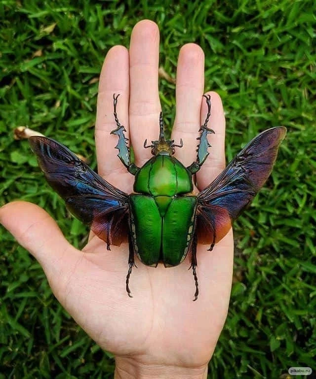 😃 Это интересно 🌿

✔Огромный африканский жук вида Mecynorhina torquata
✔Ледяная пещера в Патагонии