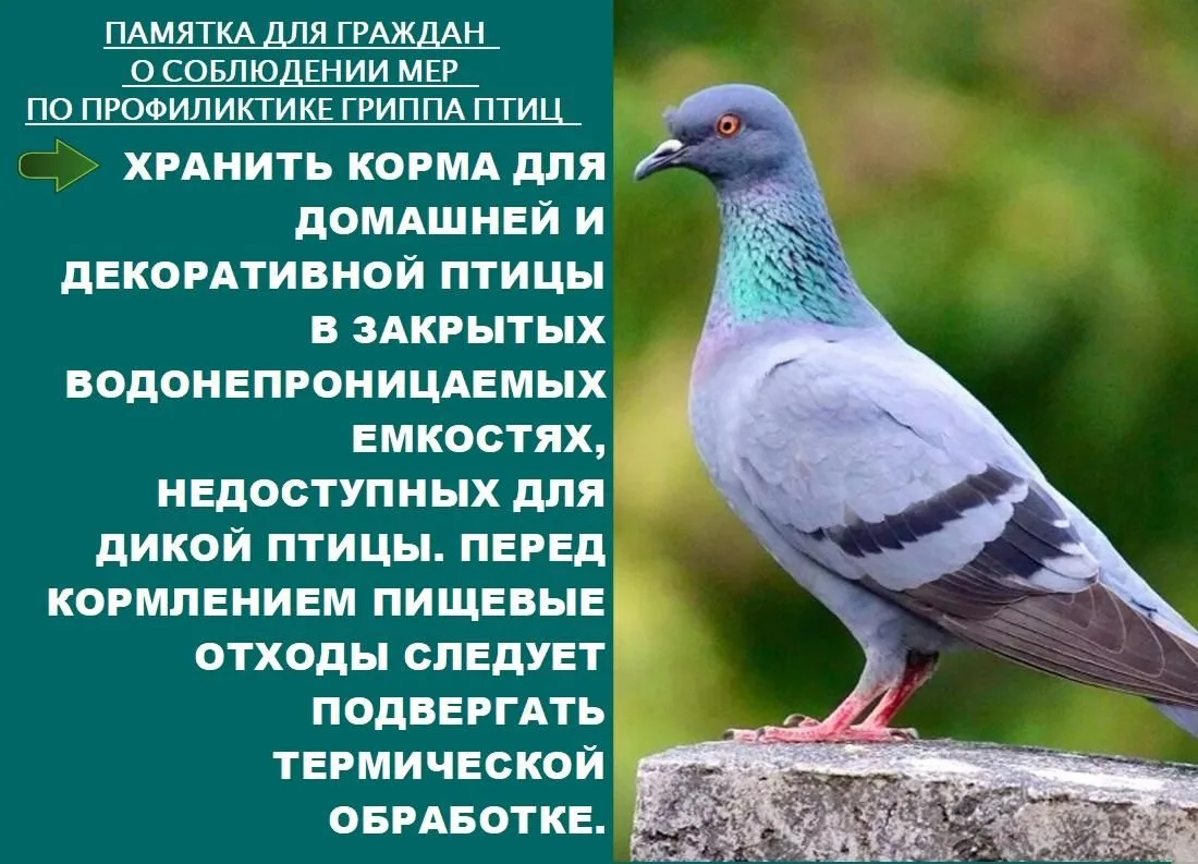 Уважаемые владельцы, содержащие птицу, а также те, кто решил её держать.
Весна и лето - сезон реализ