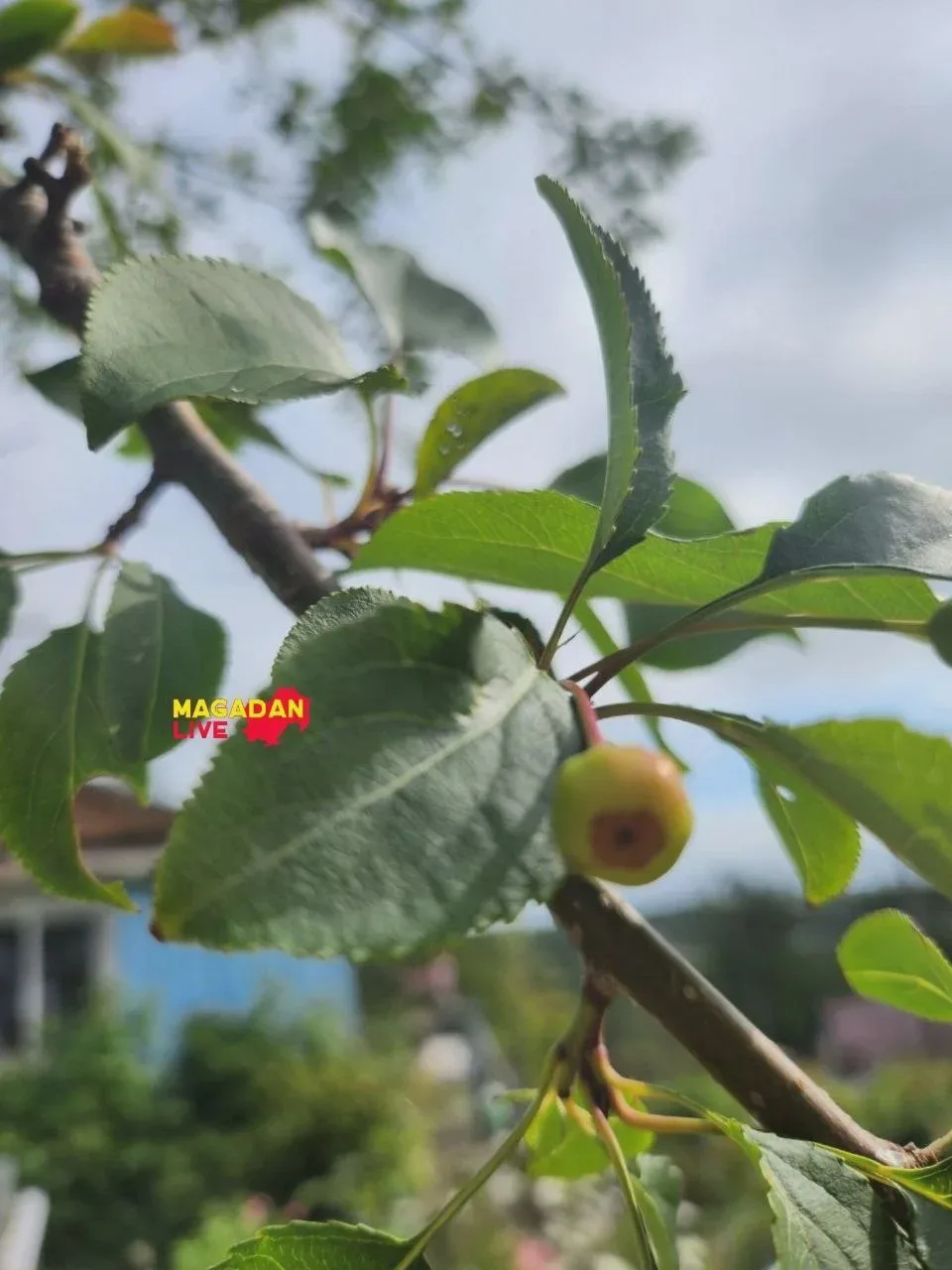 🍎 Яблоки растут даже в Магадане