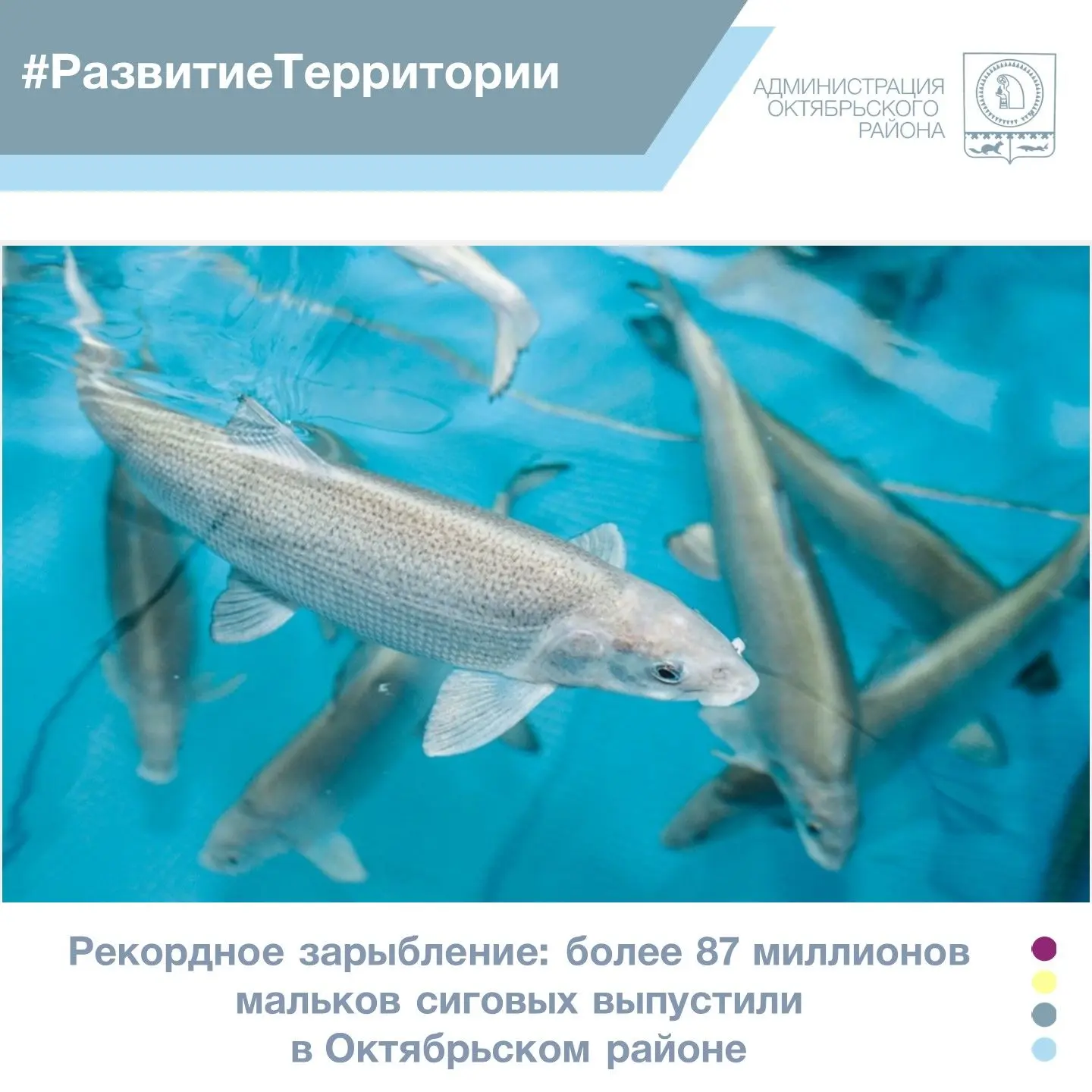 🐟В протоку Ендырскую реки Обь с рыбоводного участка «Озеро Айтор» отправились мальки муксуна, нельм