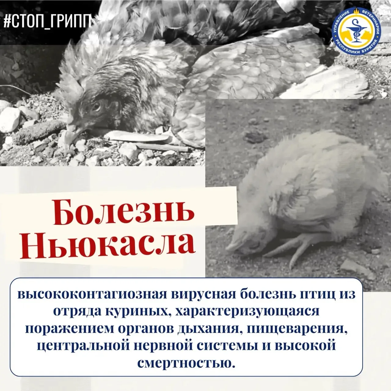 🦠Болезнь Ньюкасла — высококонтагиозный вирусная болезнь птиц