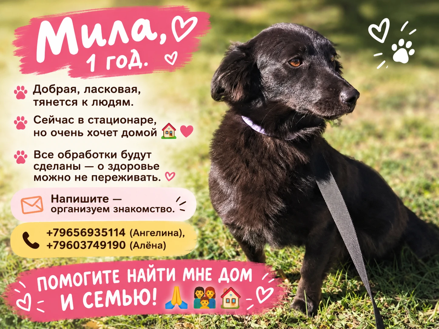 💖 Мила ищет дом: год жизни, столько испытаний — и столько любви, которую она готова от...