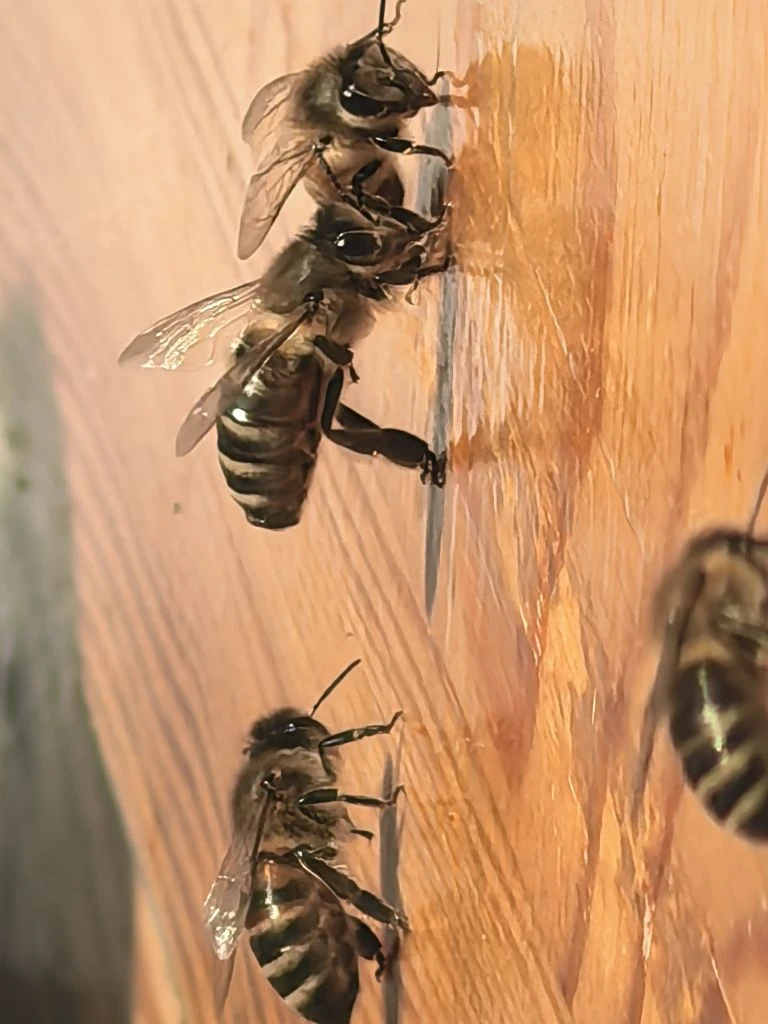 Еще немного пчёлок зимой ❄🐝