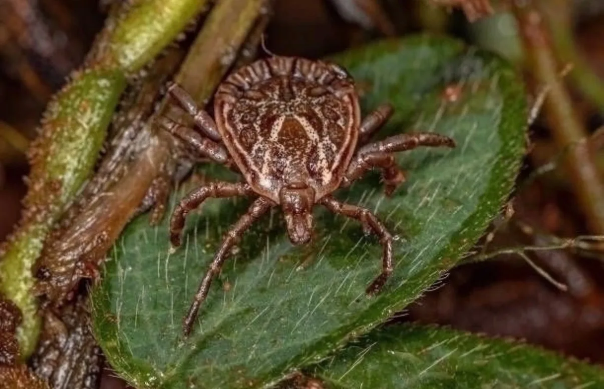 🕷️ За неделю клещи покусали 76 жителей Тульской области