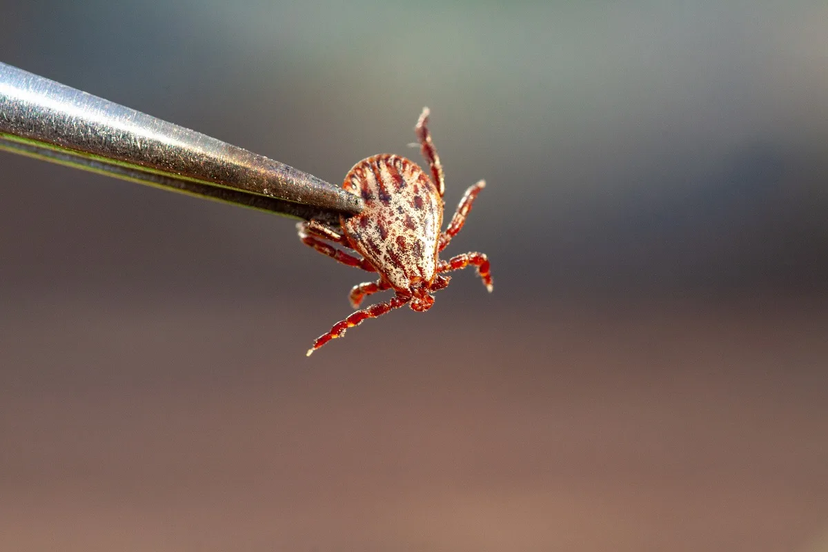 🕷️В Приморье более 40% клещей оказались носителями опасных инфекций  По данным Роспотребнадзора, на 