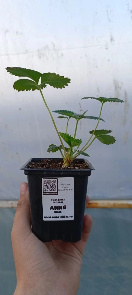 О рассаде 🌱
Принимаем заказы на рассаду!

На продажу выделим строго определённое количество, основн
