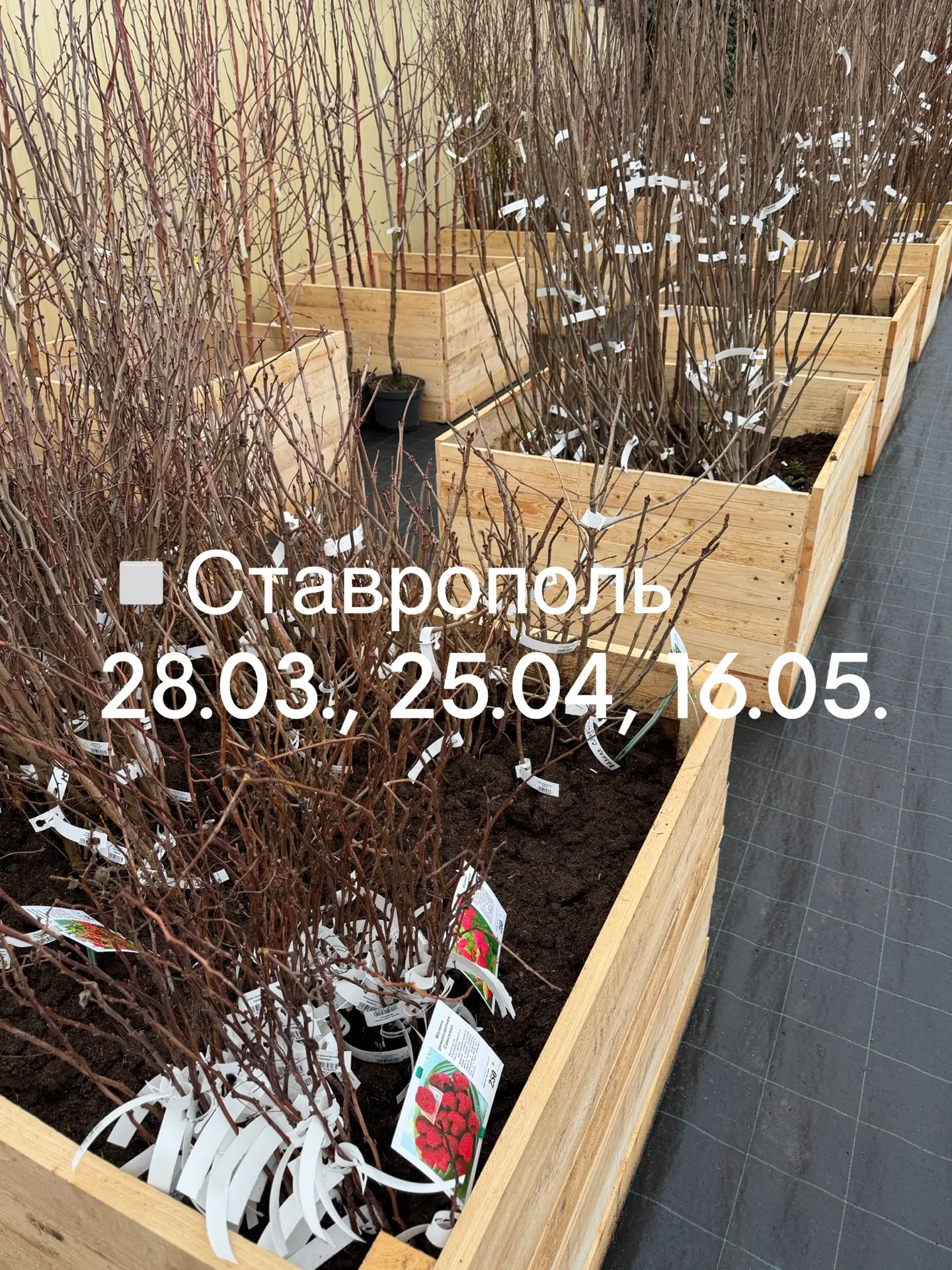 Весенние доставки от питомника «Летний сад»! 🌷Вы их очень ждали!   Вот он момент настал: заказывайте