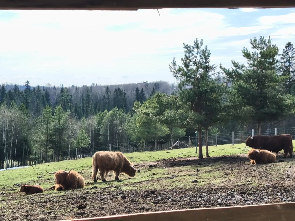 ✨ Путешествие в мир альпак: 1а и 1в посетили ферму «Российские альпаки»! ✨  3 апреля обучающиеся 1а 