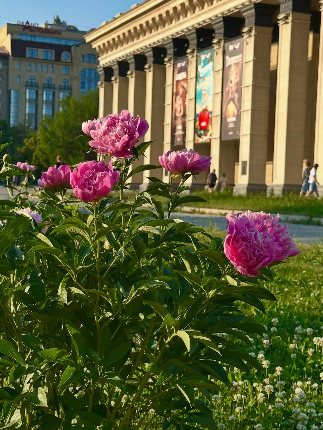 Сезон пионов в самом разгаре 🌺