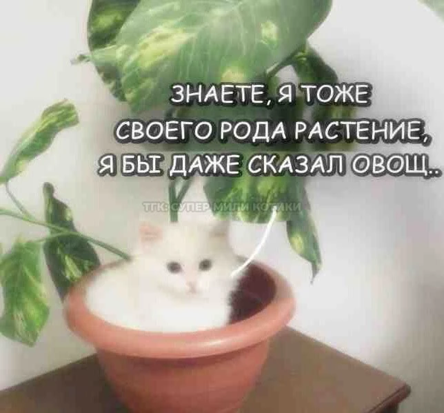 Эх, ещё только вторник 🫩