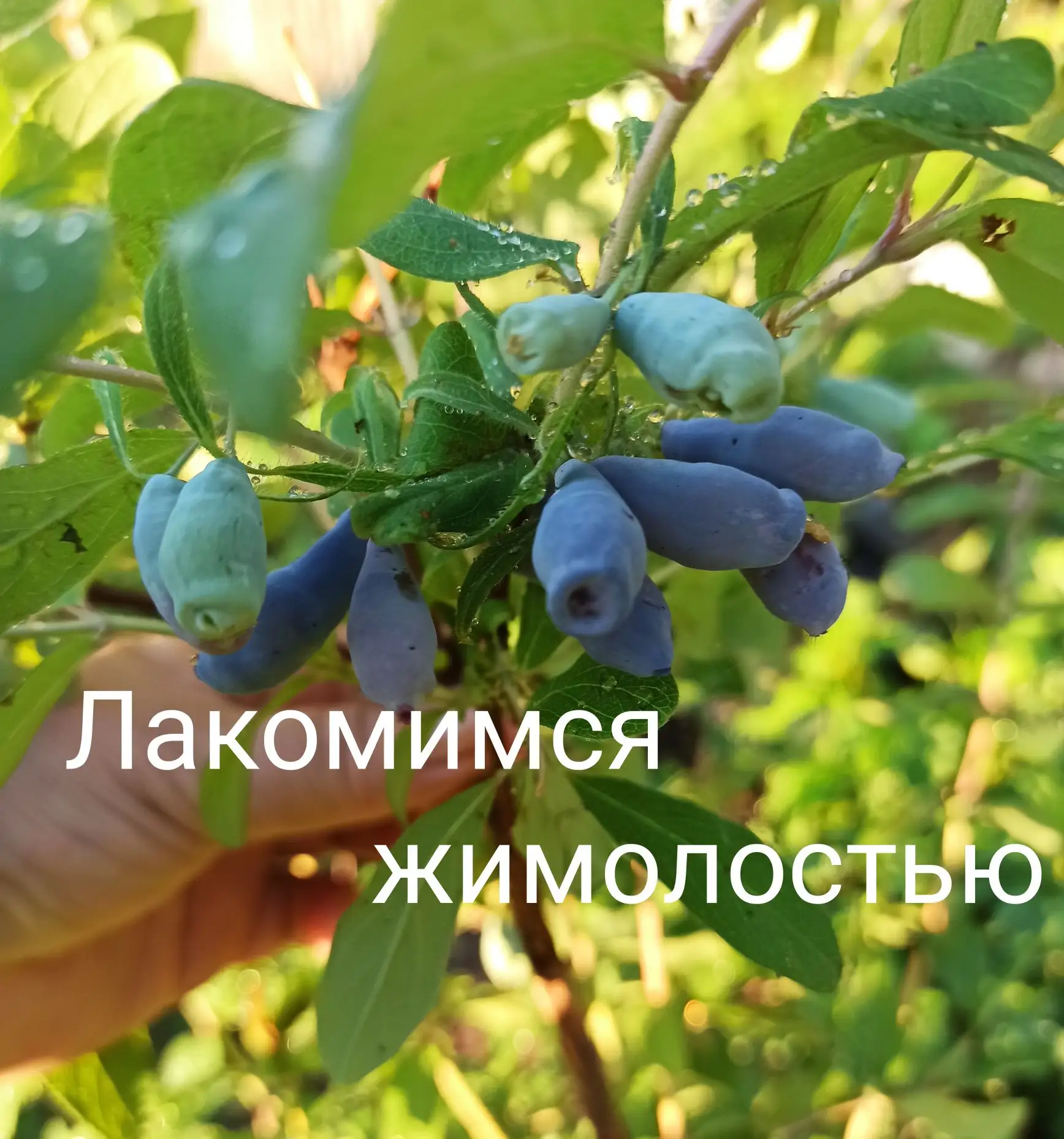 В садах поспела первая ягода - жимолость👍

Успеваем сделать запас витаминов в организме😍