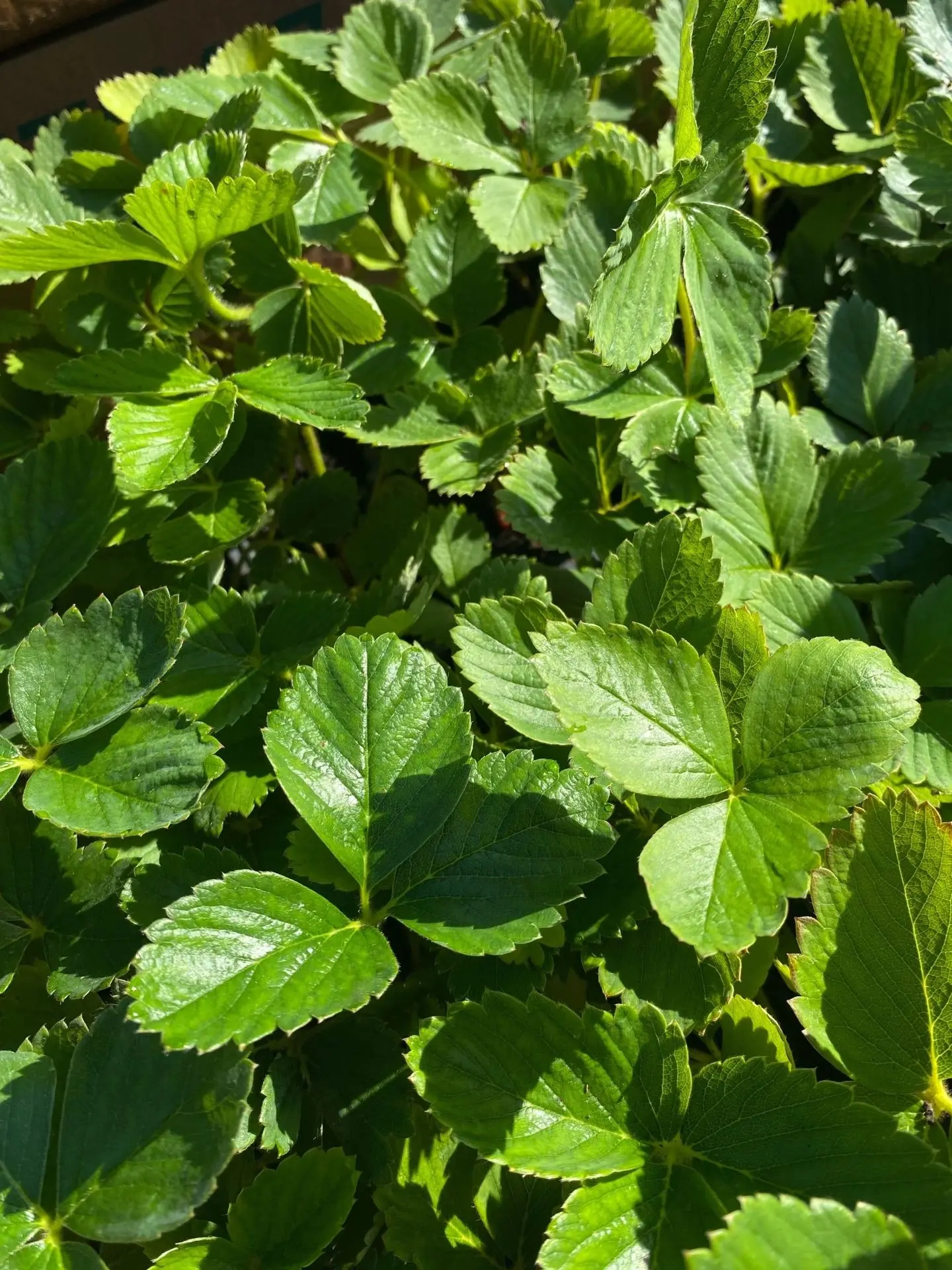 Пополнение ассортимента земляники садовой (клубники) в кассете (6 штук) 🌱🍓

🍓 Брилла (суперранний