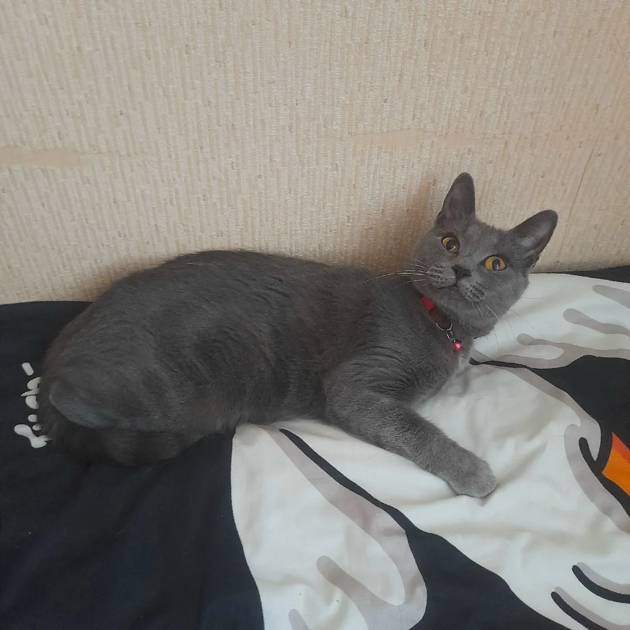 🐾 Рубрика "Наши любимые питомцы"❤