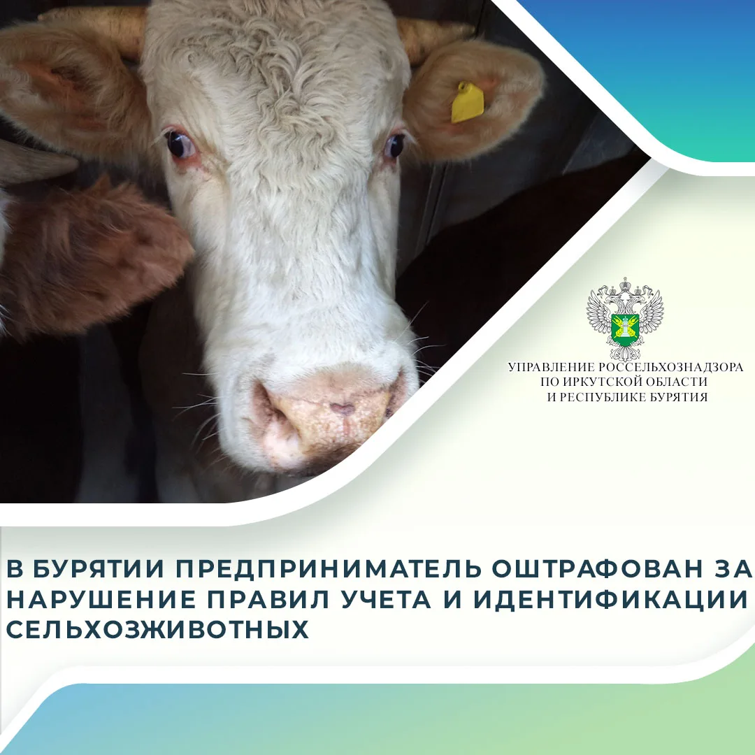 В мае 2026 года специалисты Управления Россельхознадзора по Иркутской области и Республике Бурятия в