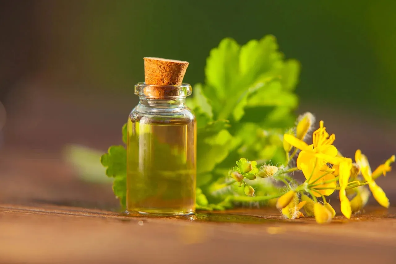🌿 Чистотел для здоровья: полезные свойства и рецепт!