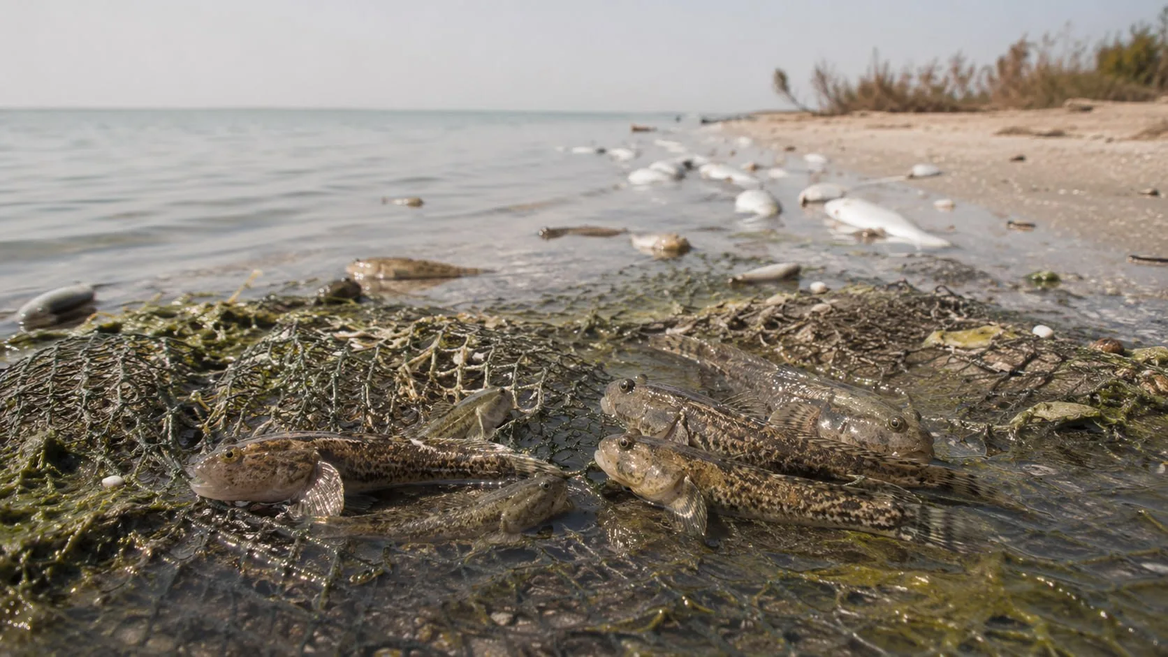🎣 Бычка разрешили срочно вылавливать в Азовском море из-за замора

Рыбе не хватает кислорода, и она