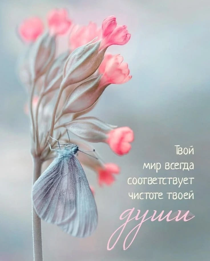 https://max.ru/invista123456