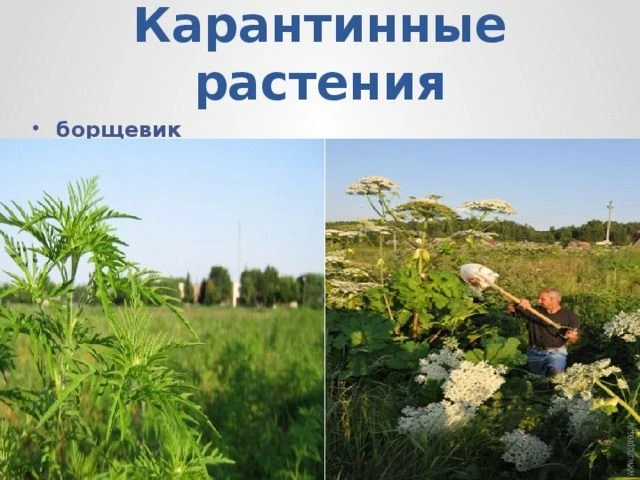 В России всё острее стоит проблема инвазивных видов — чужеродных растений, которые агрессивно захват