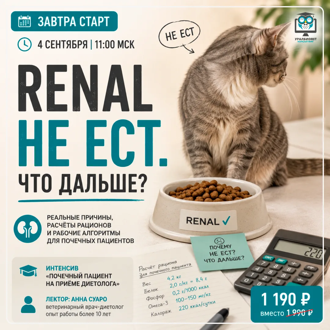 🐱 «У меня кошка с ХБП. Ренал не ест. Чем её тогда кормить?»