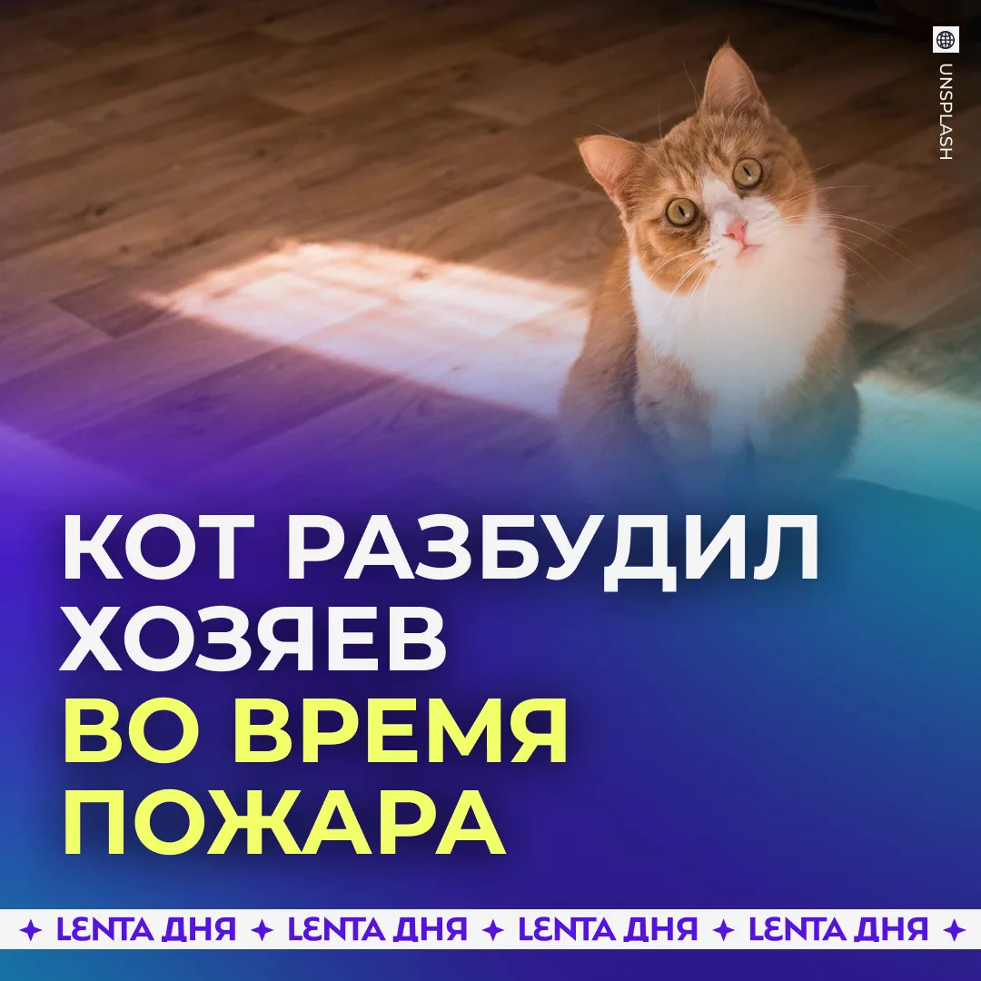 🐈 Кот спас хозяев от гибели в огне.