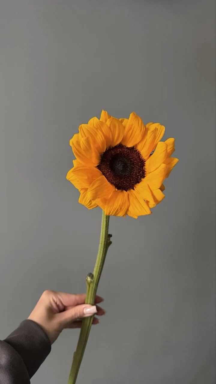 Кажется, это главный цветок 
лета 💛

Яркие, солнечные и такие теплые, что одним своим видом поднима