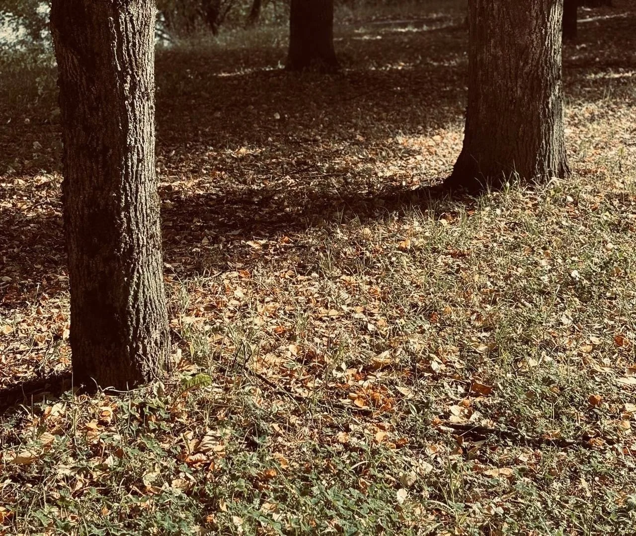 Вот и осень наступила в Зеленограде 🍁 Уже видели пожелтевшие и покрасневшие деревья? Д...
