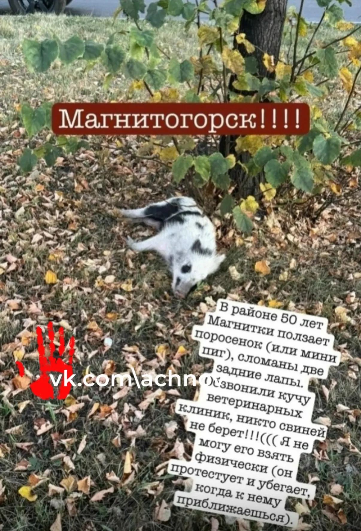 В Магнитогорске сбили мини-пига