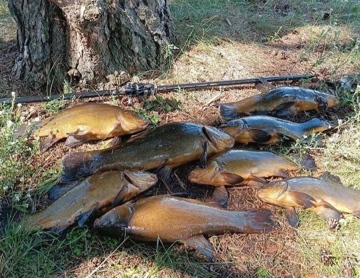 ​Рабочая прикормка на линя 🐟