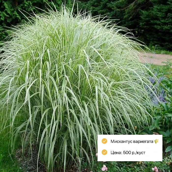 Злаковые🌾