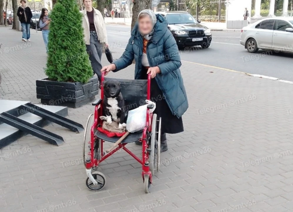 🥹 «Эта весëлая и забавная бабулька так гуляет со своей собакой на улице Феоктистова